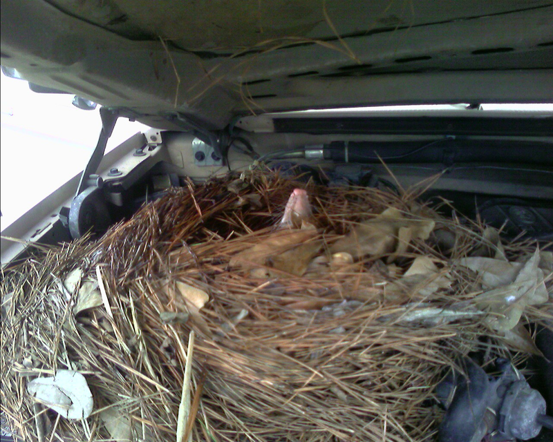 Illustration for article titled Adventures With Wildlife: Surprise Underhood Opossum Nest